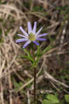 Thimbleweed